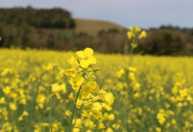 Canola avança no RS e deve dobrar área cultivada na safra de inverno