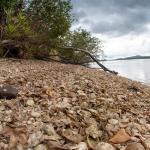Espécie que viveu há milhares de anos é descoberta no Paraná