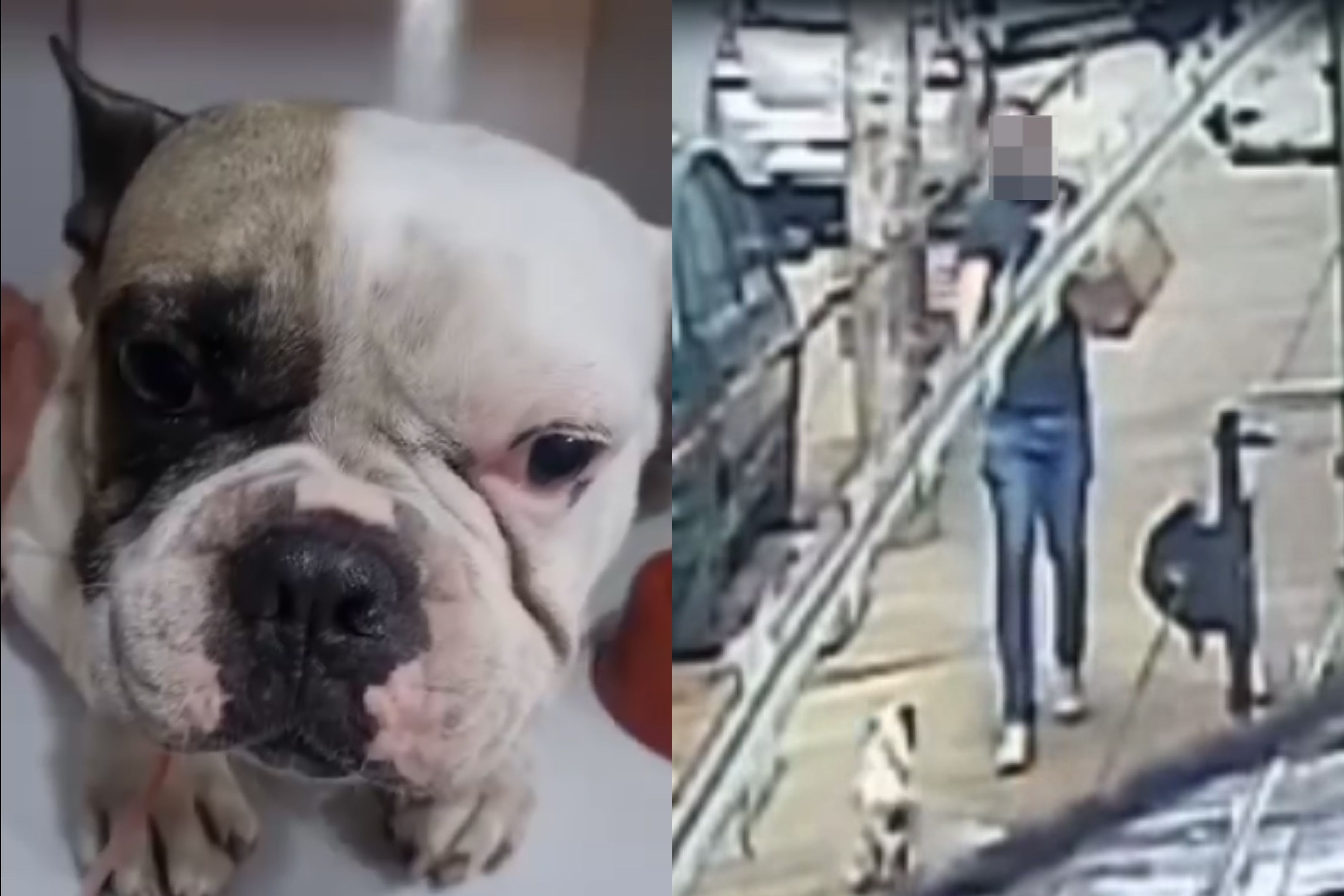 Cachorro baleado em BH sobrevive e aparece em vídeo após ser levado ao veterinário