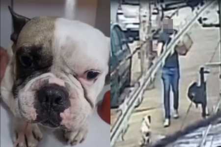 Cachorro baleado em BH sobrevive e aparece em vídeo após ser levado ao veterinário