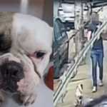 Cachorro baleado em BH sobrevive e aparece em vídeo após ser levado ao veterinário