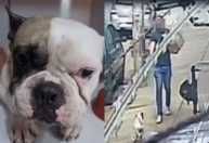 Cachorro baleado em BH sobrevive e aparece em vídeo após ser levado ao veterinário