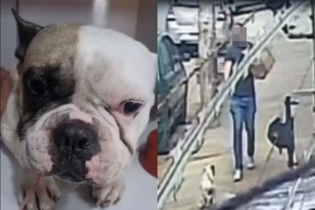 Cachorro baleado em BH sobrevive e aparece em vídeo após ser levado ao veterinário