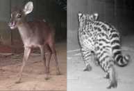 Travessia para animais silvestres reduziu em 83% atropelamentos na LMG-800, na Grande BH