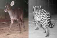 Travessia para animais silvestres reduziu em 83% atropelamentos na LMG-800, na Grande BH