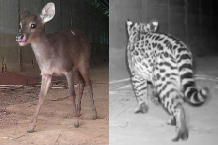 Travessia para animais silvestres reduziu em 83% atropelamentos na LMG-800, na Grande BH