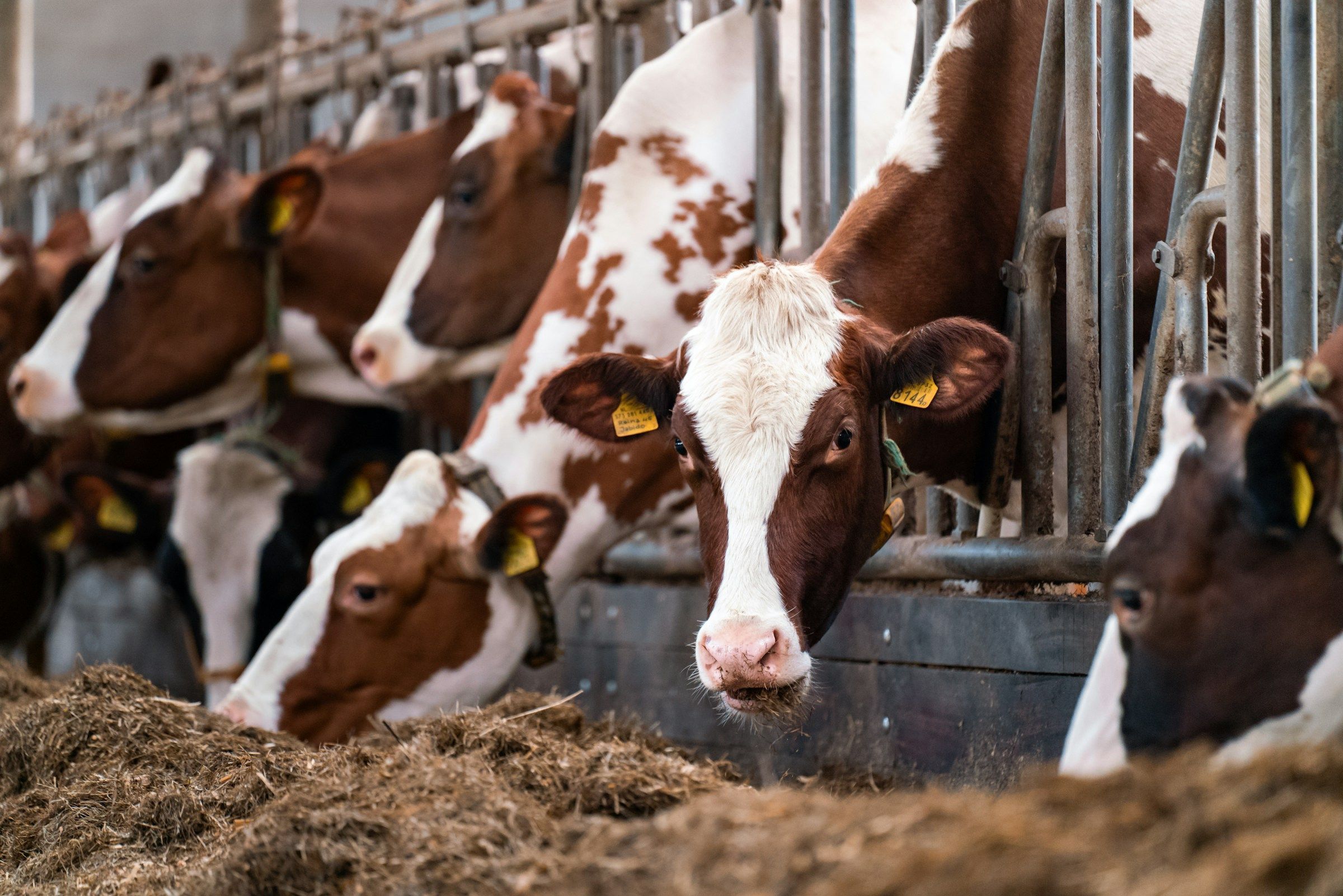 Brasil segue fora de lista europeia para exportação de produtos pecuários