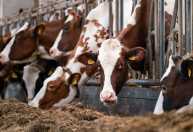 Brasil segue fora de lista europeia para exportação de produtos pecuários