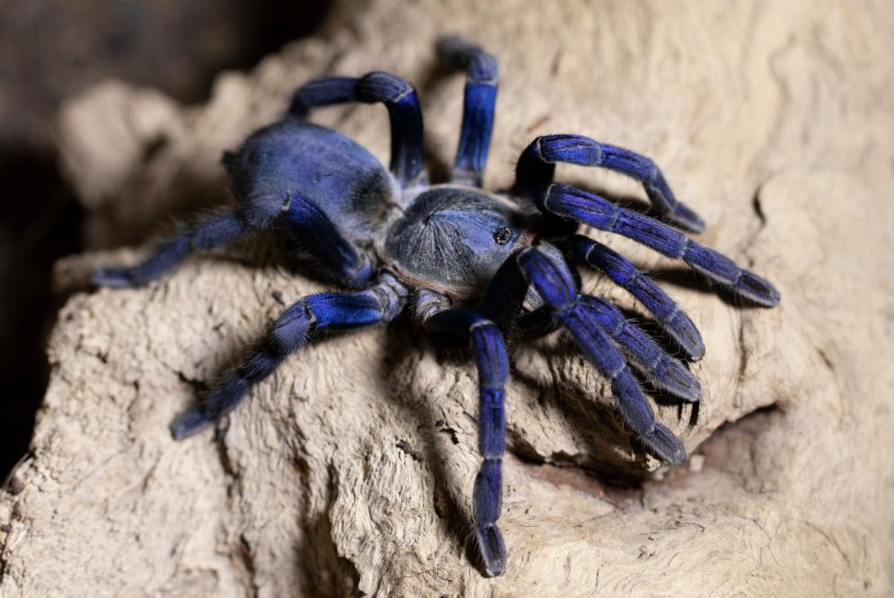Cientistas descobrem mais de 50 novas espécies na África, incluindo aranha azul-neon