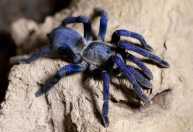 Cientistas descobrem mais de 50 novas espécies na África, incluindo aranha azul-neon