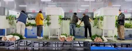 Classificadora Inteligente de flores • Focusight Technology Co