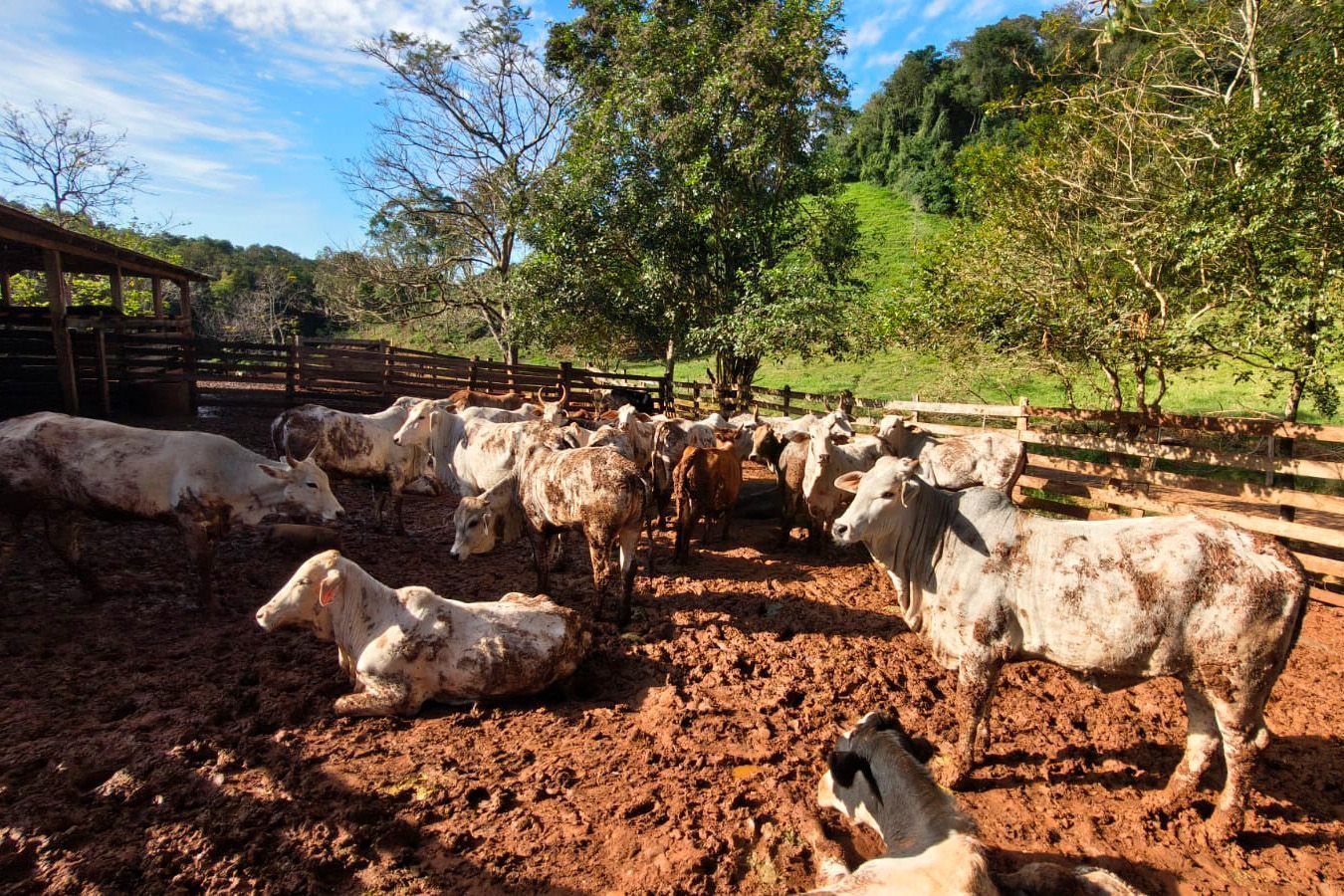 Atualização de rebanhos entra na reta final no Paraná; 33% ainda não regularizaram cadastro