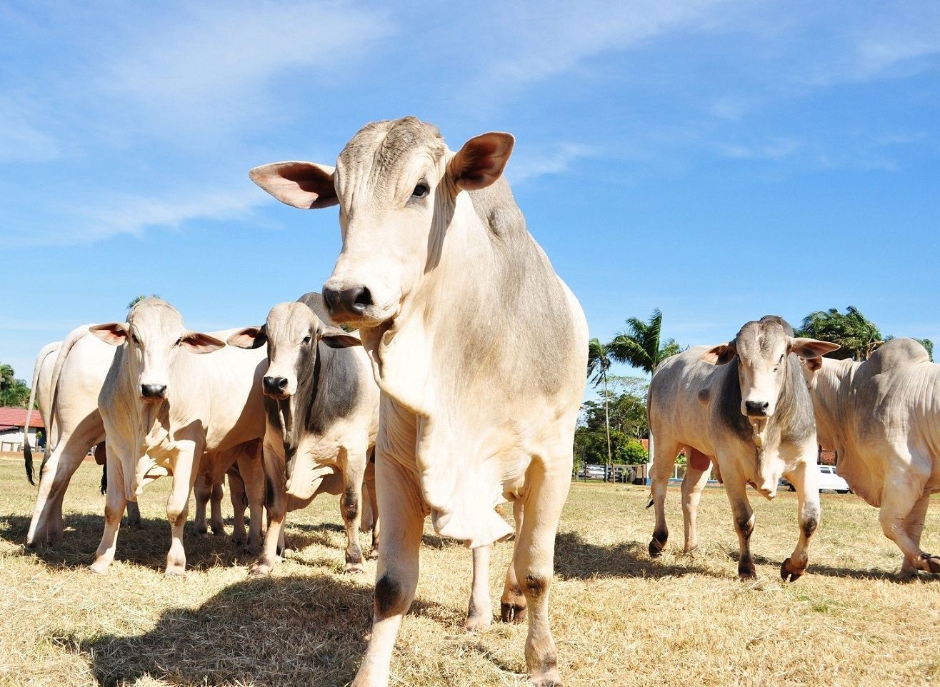 Exportações do agro mineiro somam US$ 5,8 bilhões no 1º quadrimestre