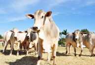 Exportações do agro mineiro somam US$ 5,8 bilhões no 1º quadrimestre