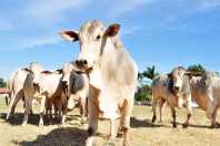 Exportações do agro mineiro somam US$ 5,8 bilhões no 1º quadrimestre