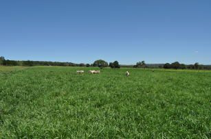 Produzir com previsibilidade será desafio estratégico do agro nas próximas décadas