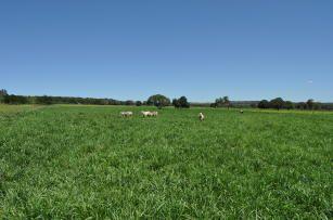 campo