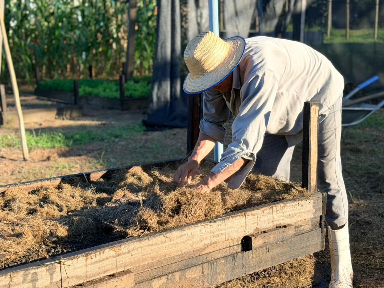Confira o passo a passo para preparar canteiros e cultivar hortaliças