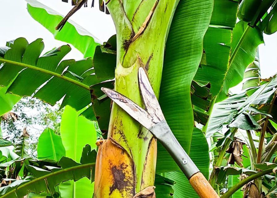 Ferramenta criada por agricultor vira tecnologia validada pela Embrapa para bananeiras