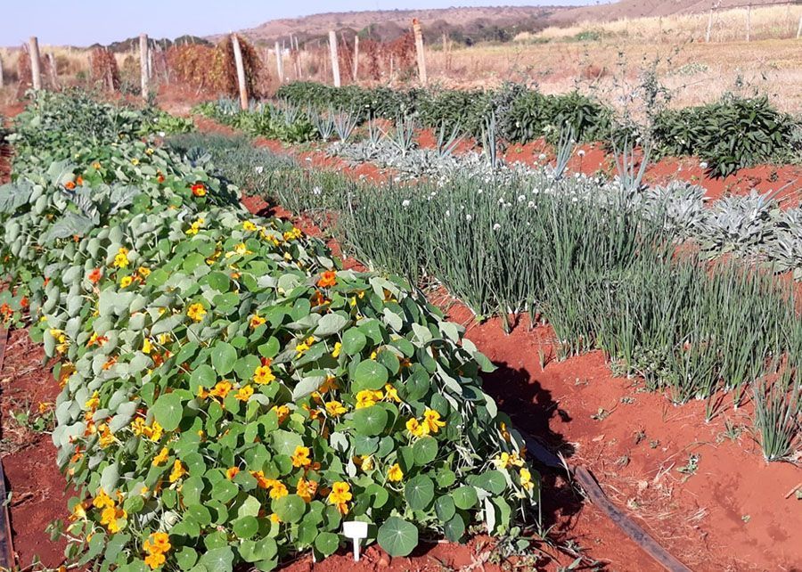 Novas cultivares de PANCs chegam ao mercado após duas décadas de pesquisa