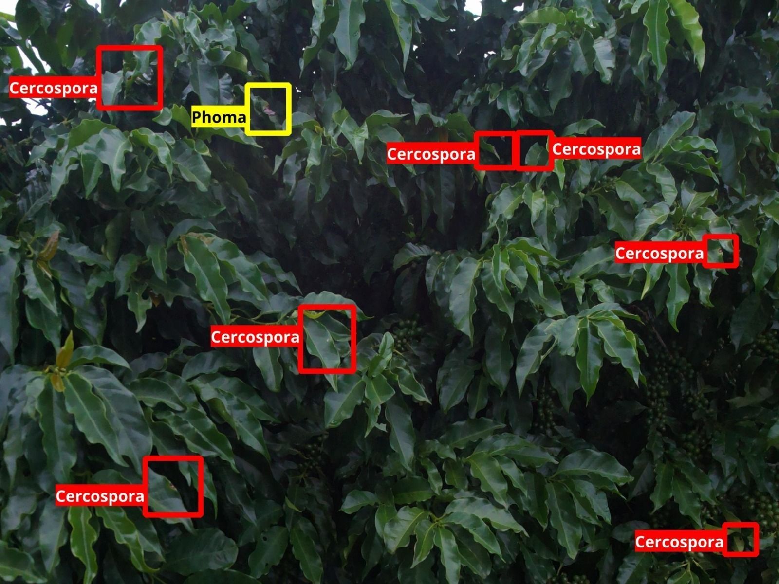 A tecnologia foi testada na fazenda