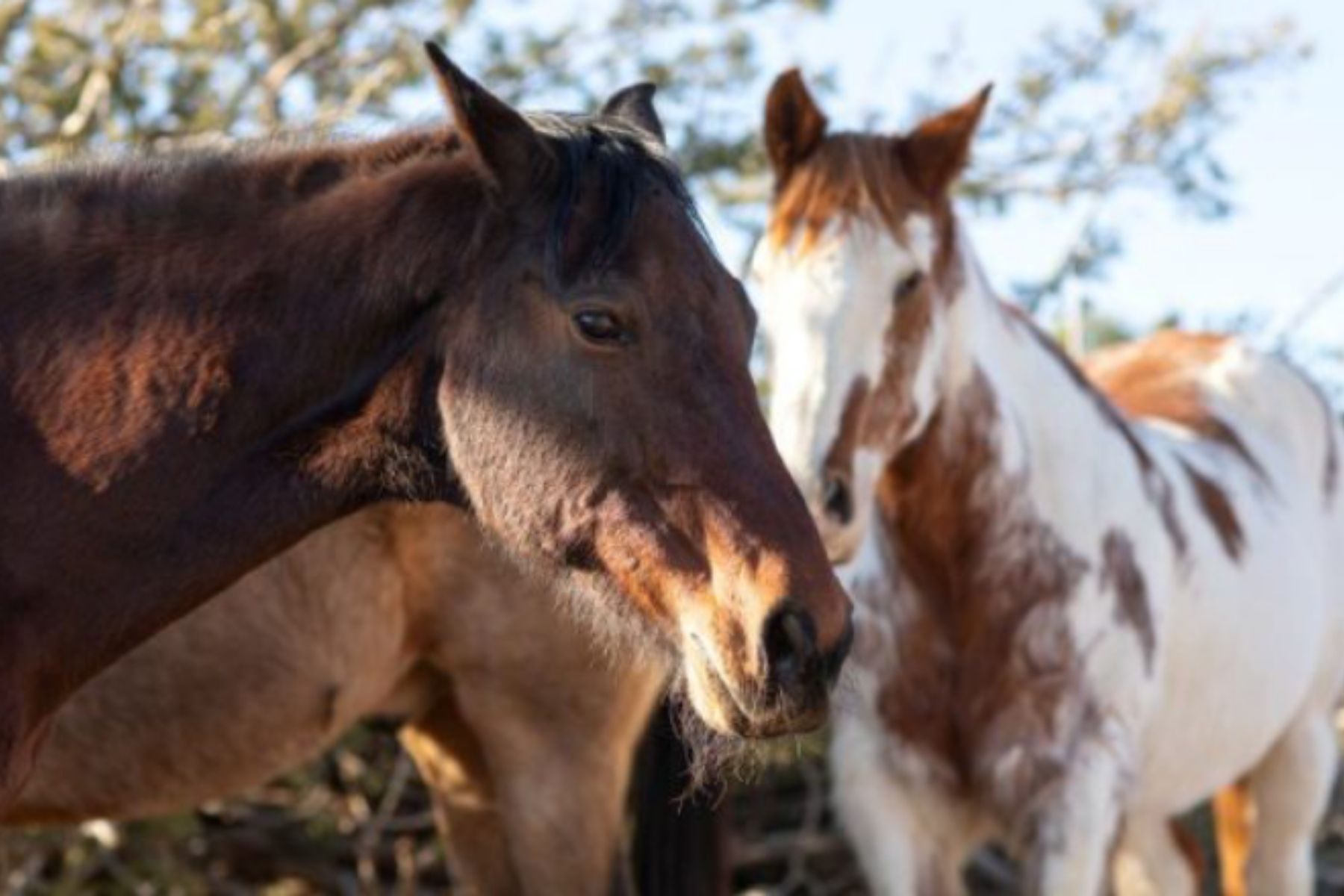 Aberto edital para adoção de animais de médio e grande porte em Juiz de Fora