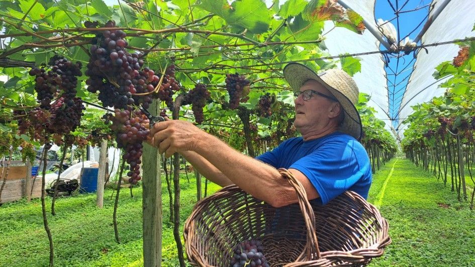 Rio Grande do Sul celebra Dia do Vinho com safra recorde e R$ 44,3 mi
