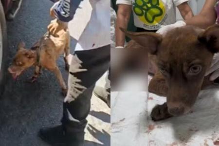 Momento em que Castanha foi resgatado • Reprodução/Redes Sociais
