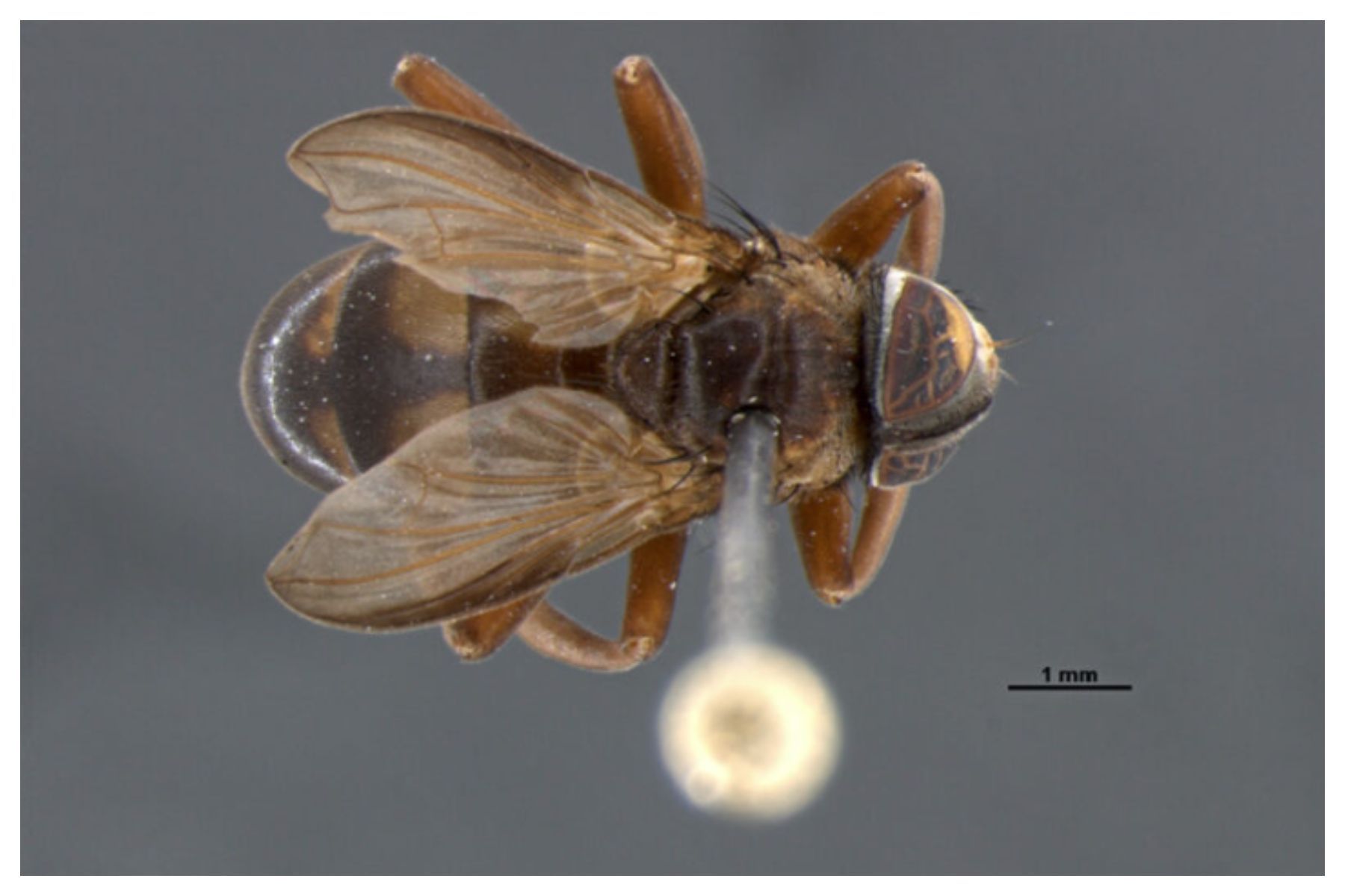 Pesquisadores da USP descobrem mosca que vive dentro de ninhos de vespas gigantes