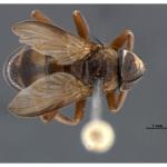 Pesquisadores da USP descobrem mosca que vive dentro de ninhos de vespas gigantes