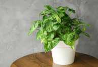 As 4 plantas de interior que crescem na água e são ideais para decorar a sua casa no inverno