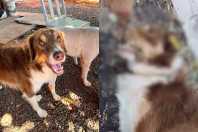 Cão comunitário é encontrado morto com sinais de maus-tratos no interior de SP