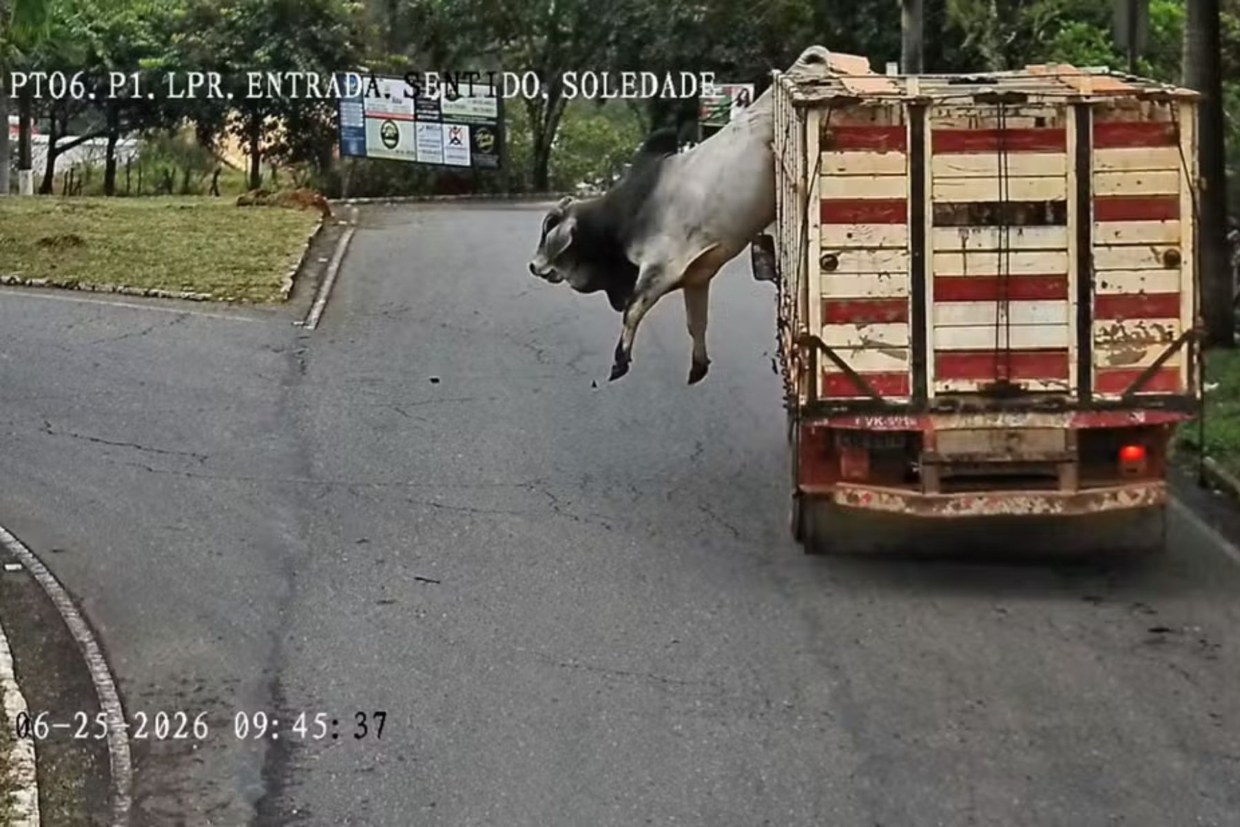 Boi é abatido pela PM após pular de caminhão e correr por ruas de cidade de MG; veja vídeo