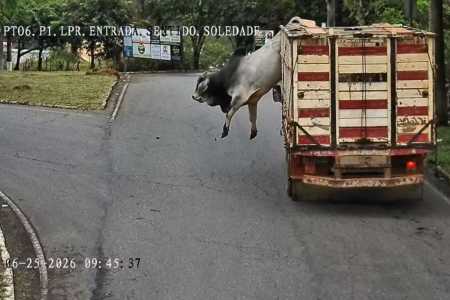 Imagens de câmeras de segurança flagraram o momento em que o animal salta pela parte de cima da carroceria do caminhão