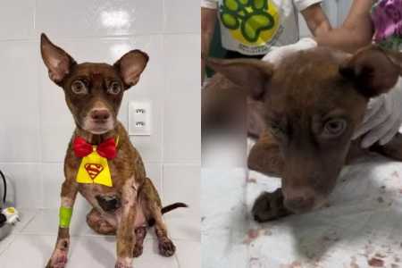 Cachorro apelidado de 'Castanha' está recebendo tratamento e cuidados veterinários