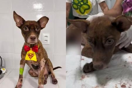 Cachorro apelidado de 'Castanha' está recebendo tratamento e cuidados veterinários