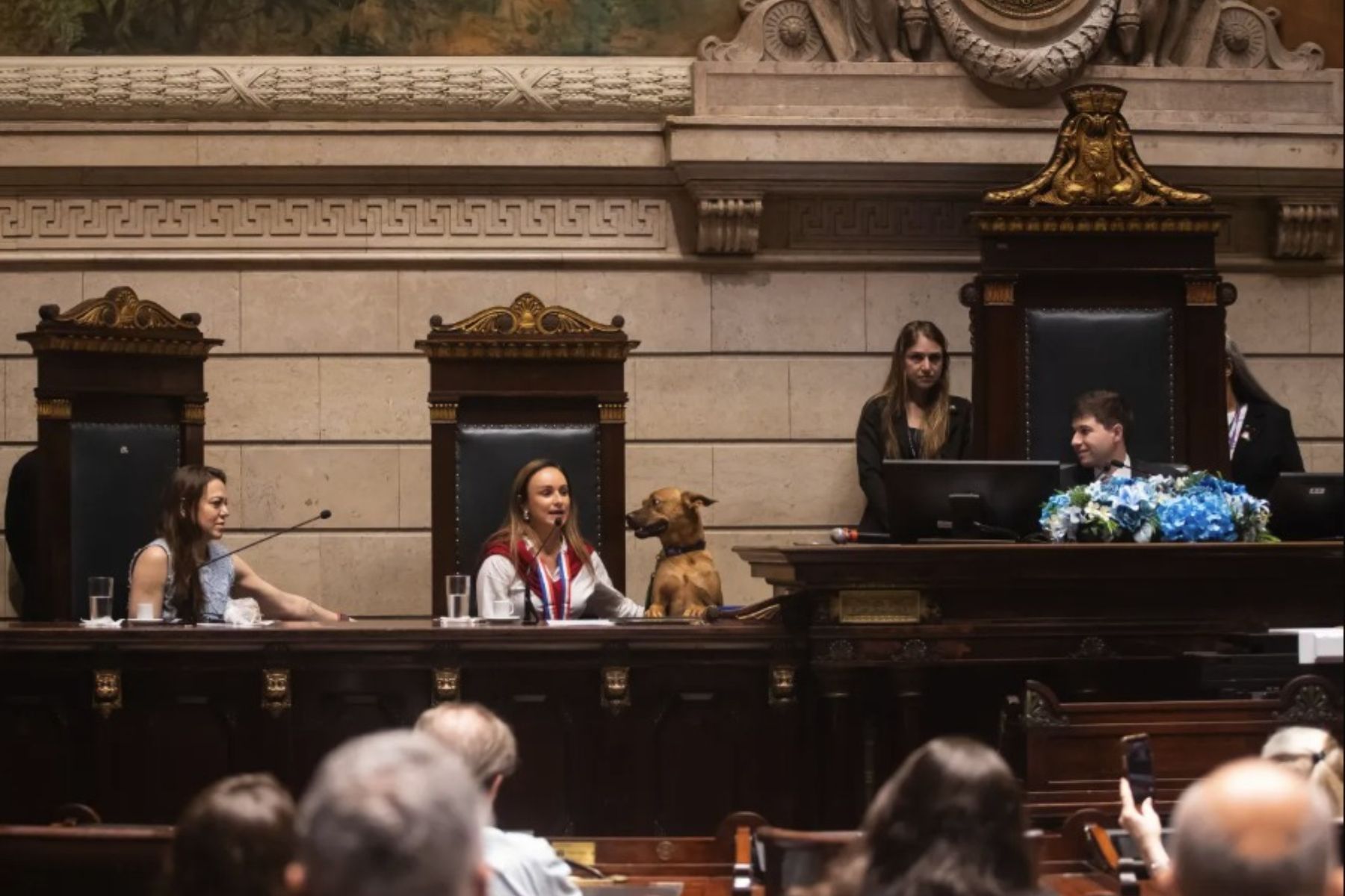 Cão Leão é o primeiro animal a participar da mesa de honra na Câmara Municipal do Rio; entenda