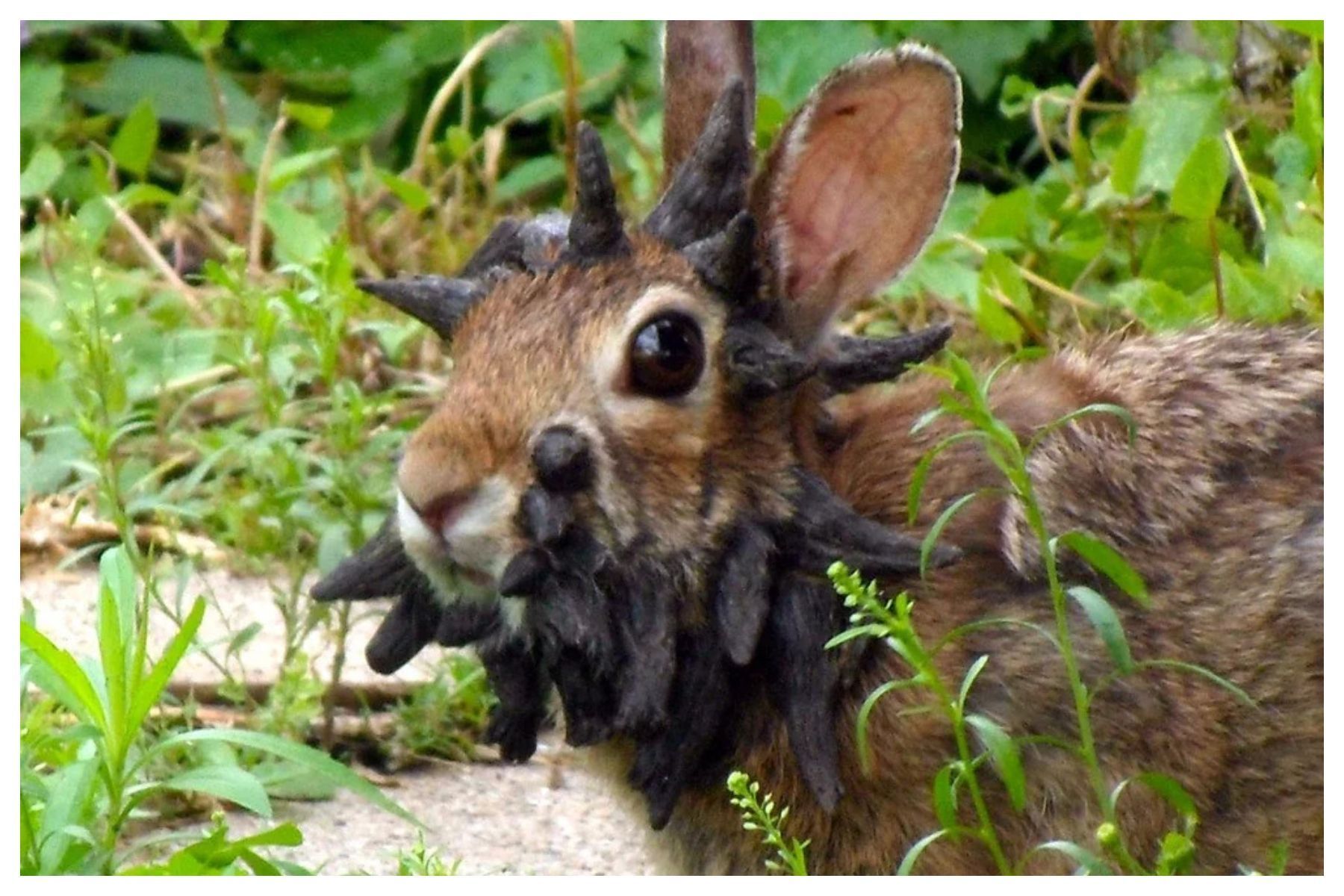 Assustador! Coelhos com 'tentáculos' nas orelhas invadem cidades nos Estados Unidos
