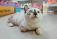 Não é o que você pensa: por que os gatos miam na frente de uma porta fechada?