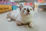 Não é o que você pensa: por que os gatos miam na frente de uma porta fechada?