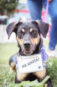 cachorro vira lata preto e caramelo com uma plaquinha pendurada no pescoço escrito "me adota?"
