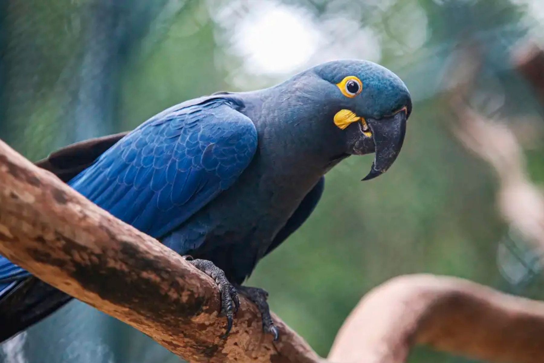 Lista de fauna ameaçada tem 180 animais incluídos e 150 retirados, diz ICMBio
