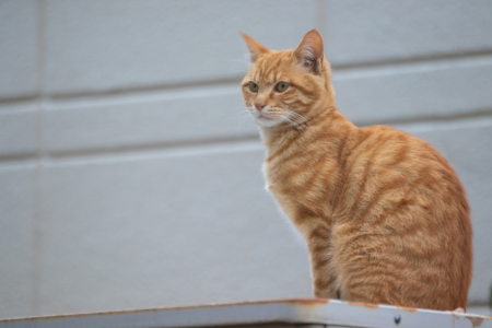 Especialistas esclarecem desde já que um gato não deve ser julgado apenas pela sua aparência