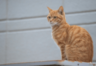 Veterinários afirmam: Quase todos os gatos laranjas são tigrados e isso os tornam familiares