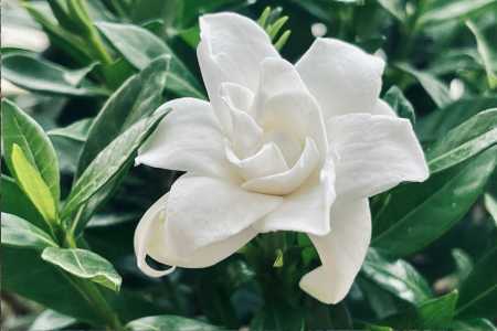 Gardênia