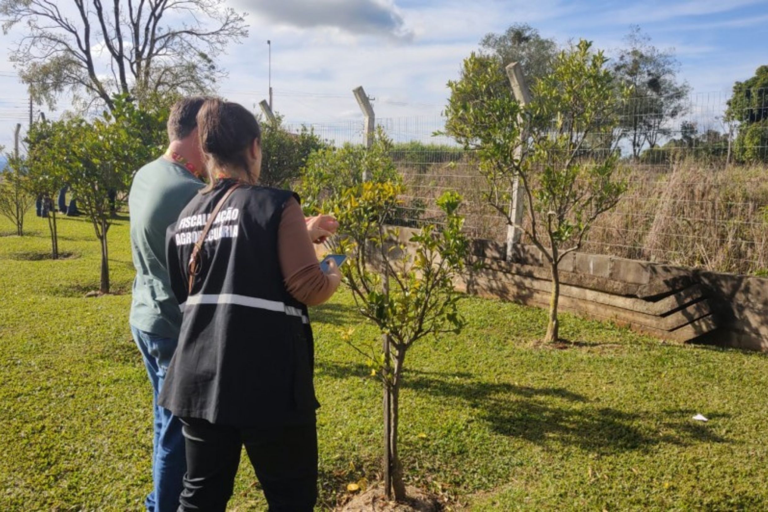 Força-tarefa erradica foco de greening no RS e amplia cerco à doença