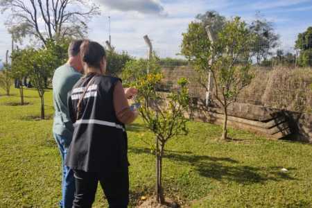 Força-tarefa erradica foco de greening no RS e amplia cerco à doença