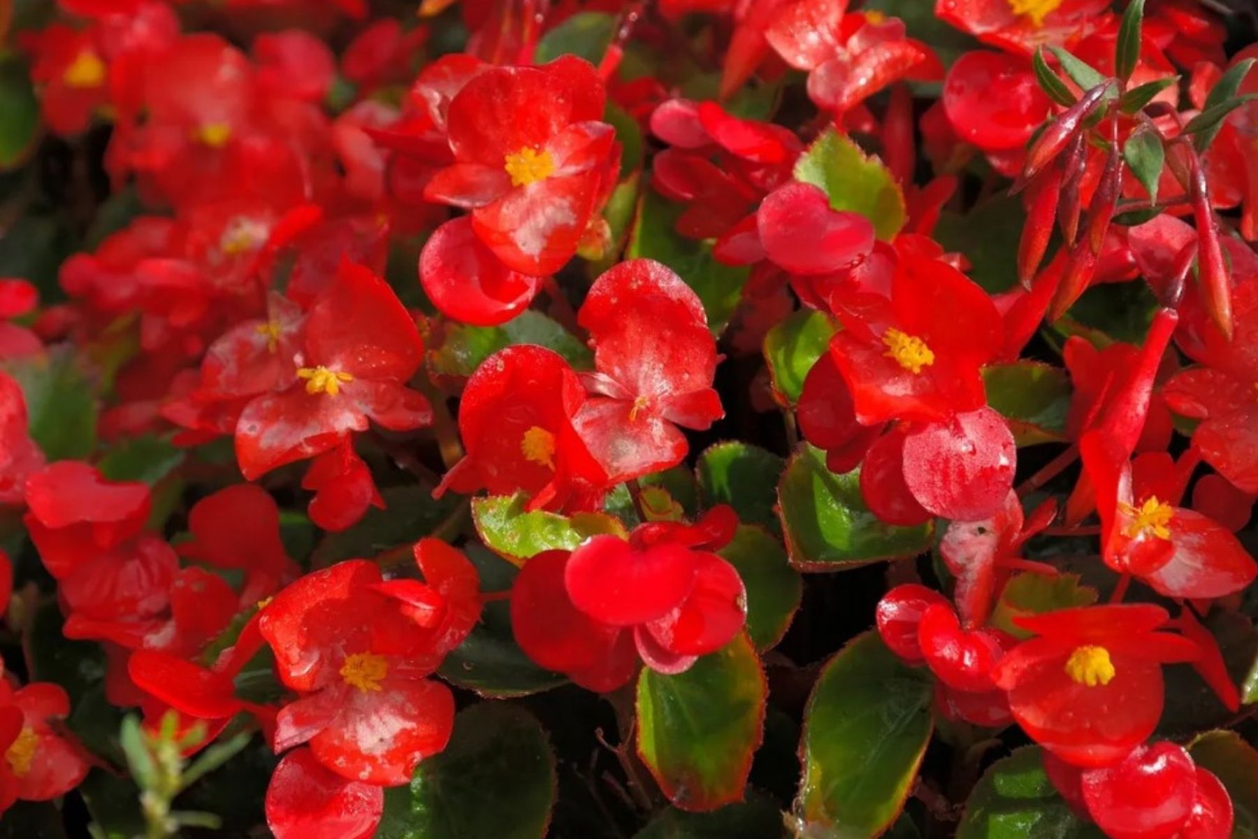 Sem sol? Três plantas ultrarresistentes para transformar apartamentos escuros