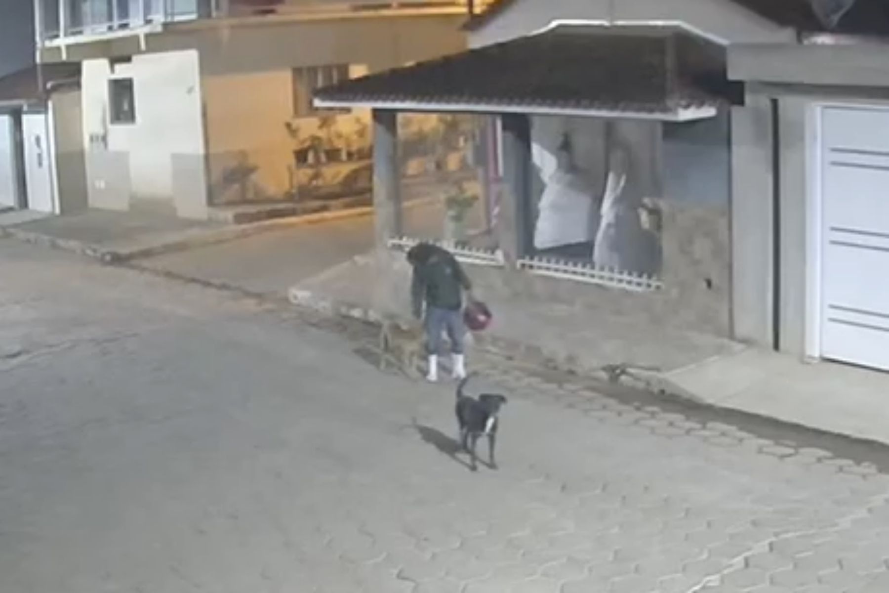Vídeo: ladrão faz carinho em cachorro caramelo após furtar capacete no interior de MG