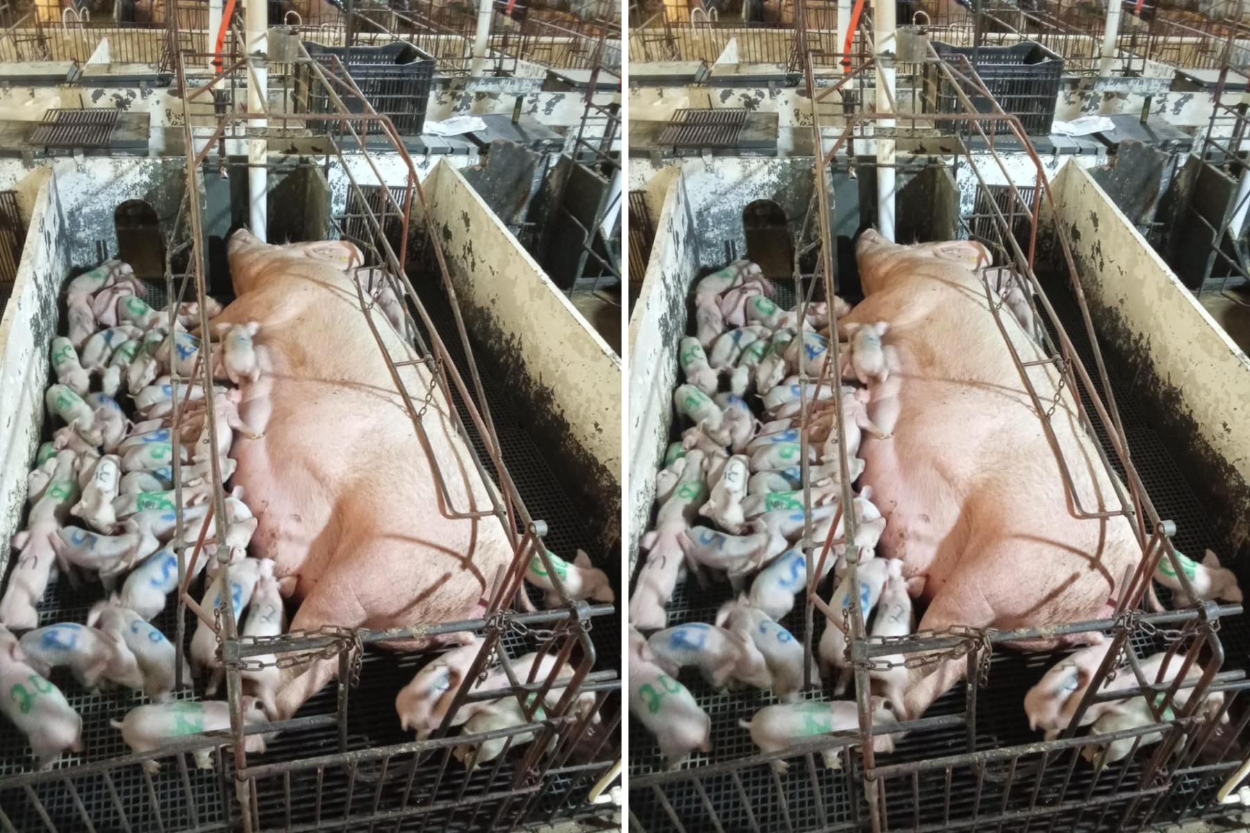 Vídeo mostra porca que pariu 46 porquinhos e bateu recorde